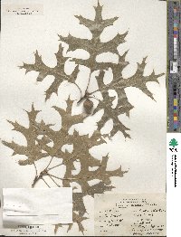 Quercus coccinea image