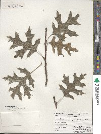 Quercus coccinea image