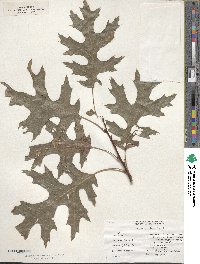 Quercus coccinea image