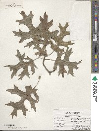 Quercus coccinea image