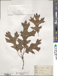 Quercus coccinea image