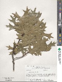 Quercus coccinea image