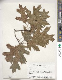 Quercus coccinea image