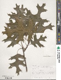 Quercus coccinea image