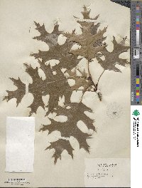 Quercus coccinea image