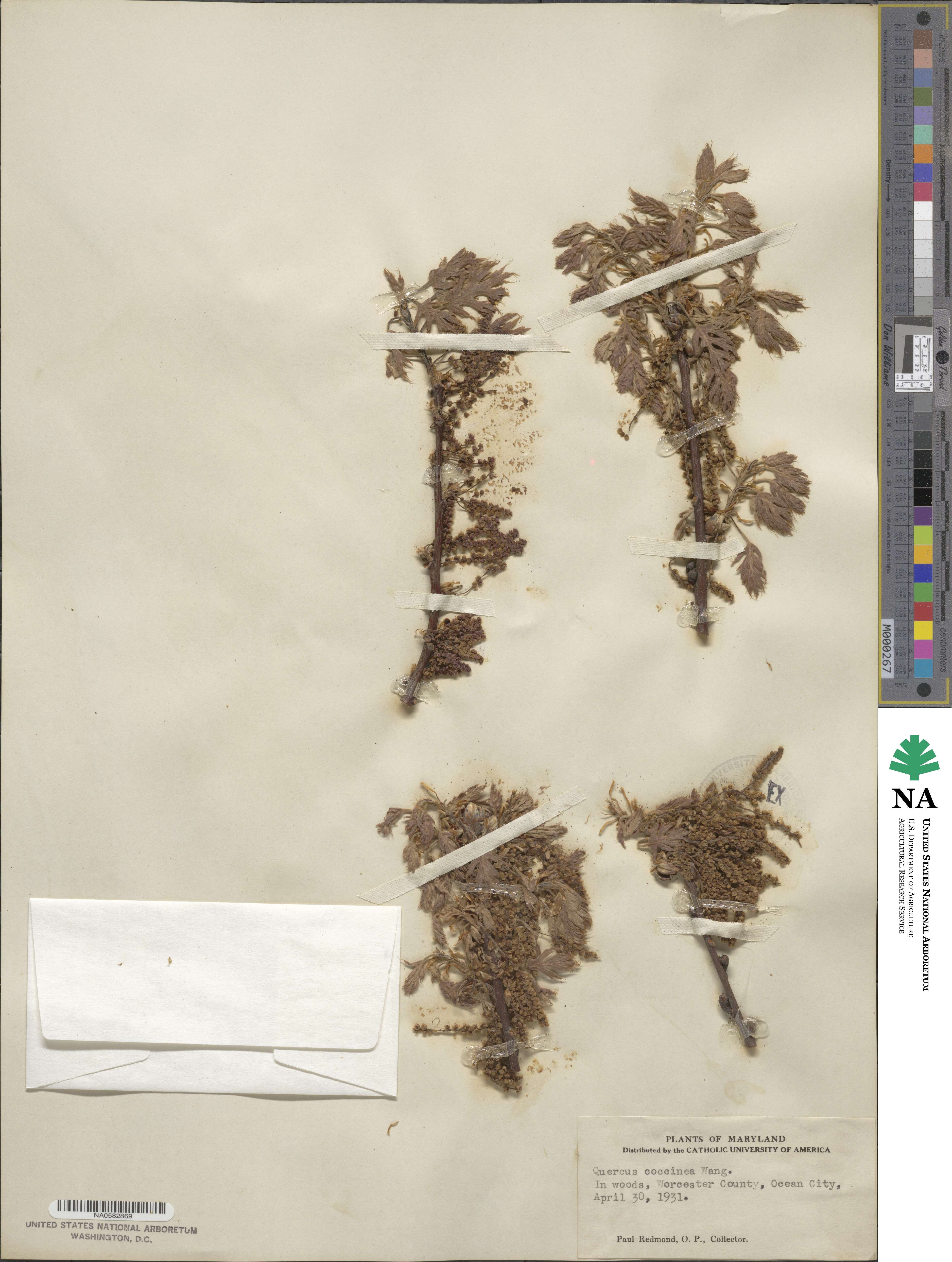 Quercus coccinea image