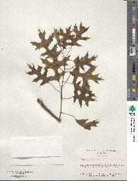 Quercus coccinea image