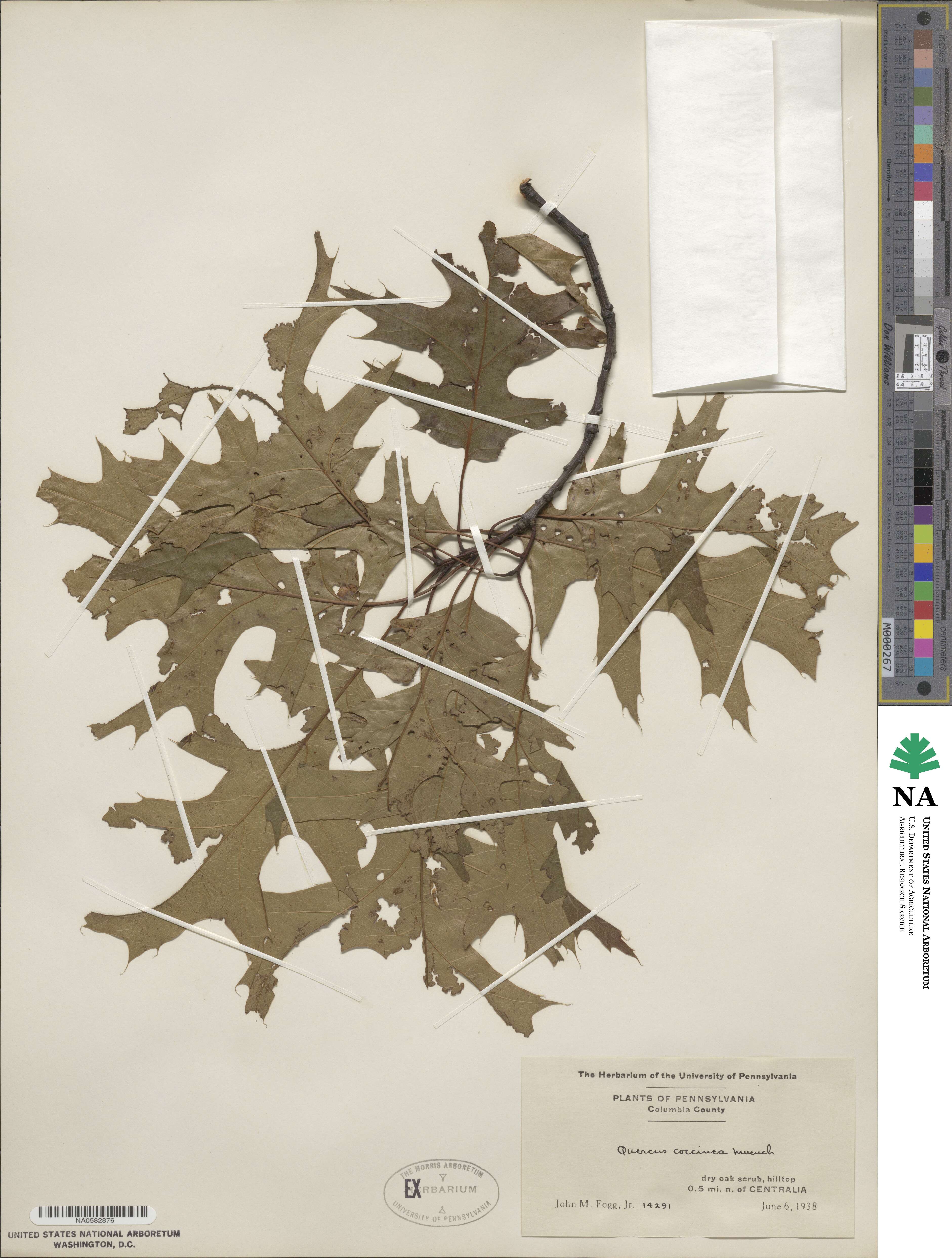 Quercus coccinea image