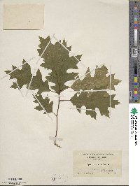 Quercus coccinea image