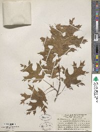 Quercus coccinea image