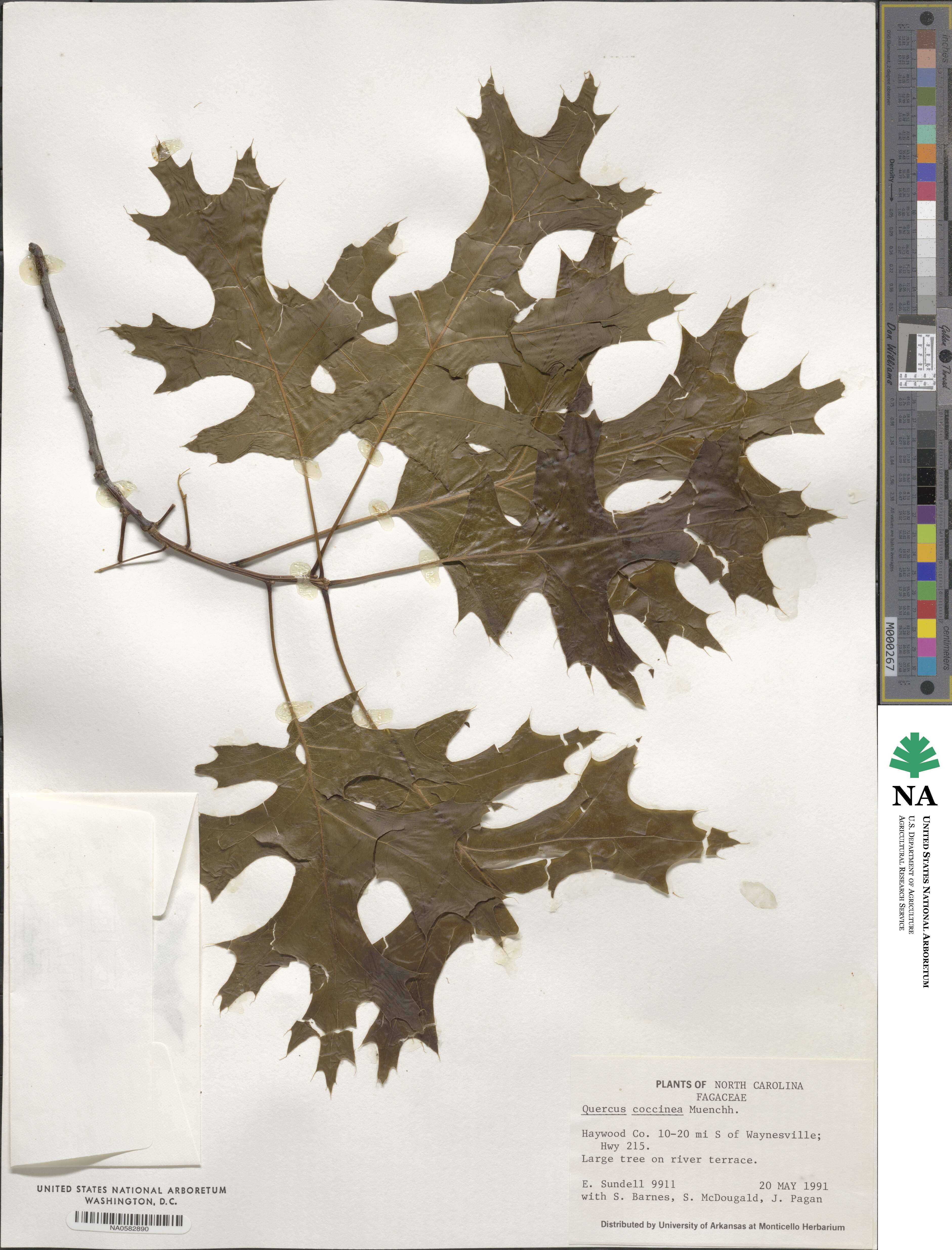 Quercus coccinea image