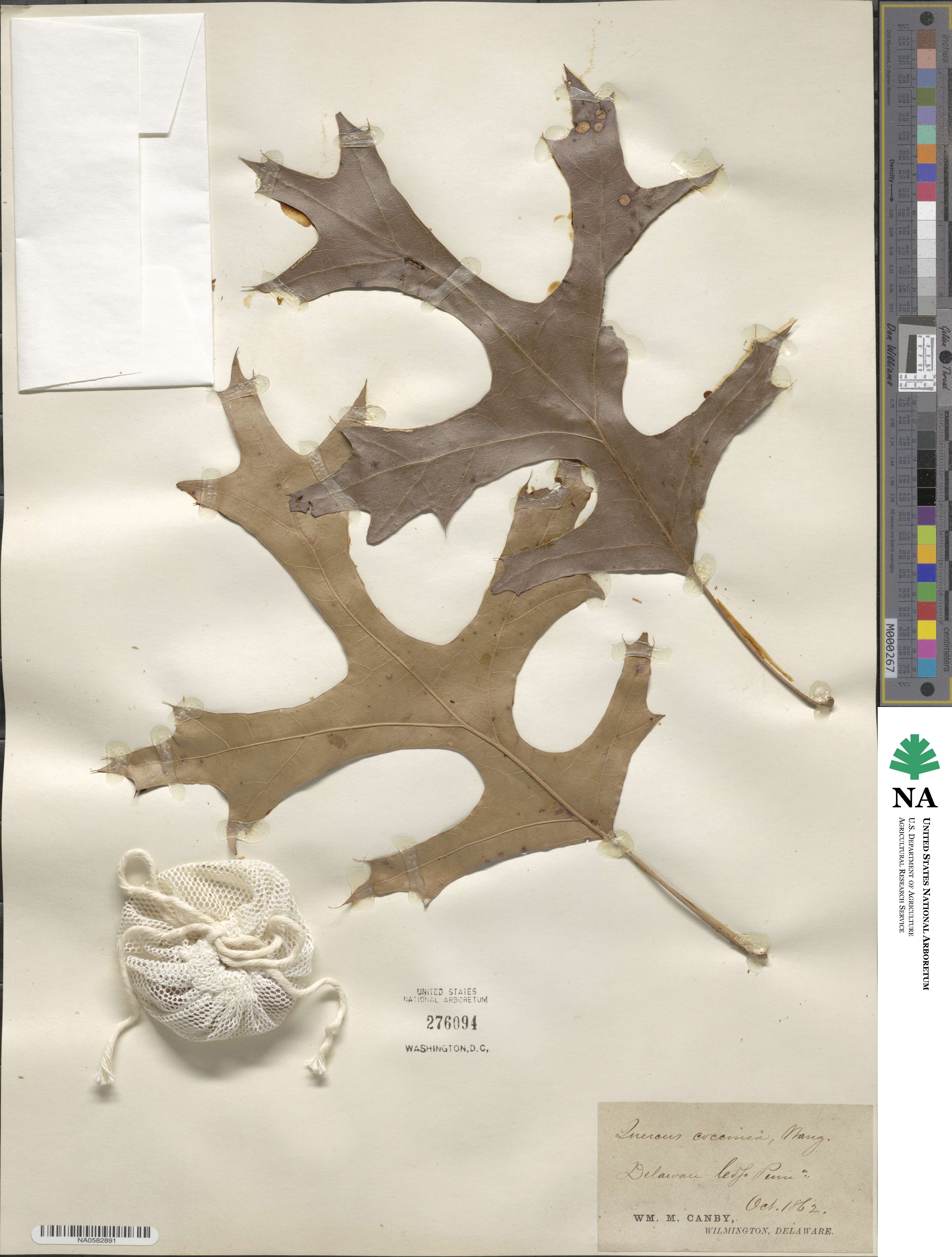 Quercus coccinea image
