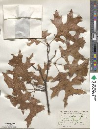 Quercus coccinea image