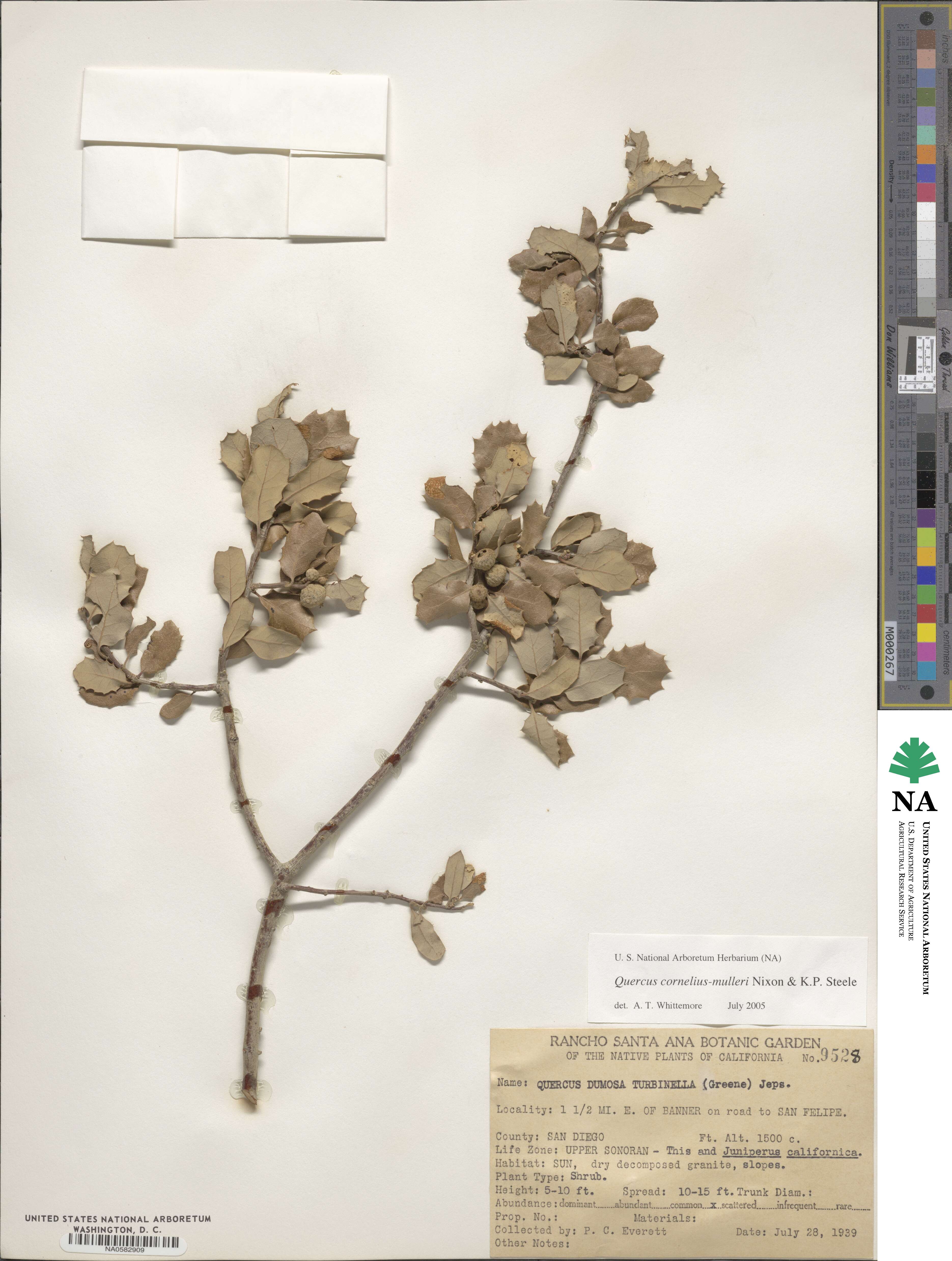 Quercus cornelius-mulleri image