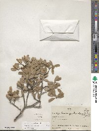 Quercus cornelius-mulleri image