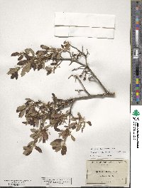 Quercus cornelius-mulleri image