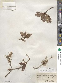 Quercus cornelius-mulleri image