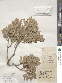 Quercus cornelius-mulleri image