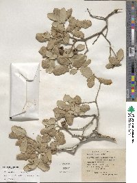 Quercus cornelius-mulleri image