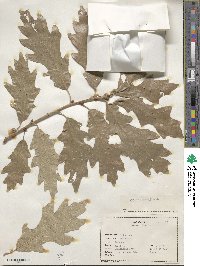 Quercus × deamii image