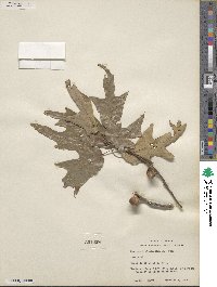 Quercus falcata image