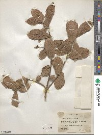 Quercus rugosa image