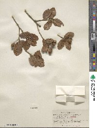 Quercus rugosa image