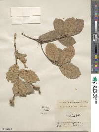 Quercus rugosa image