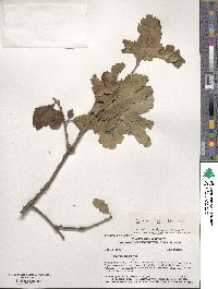 Quercus douglasii image