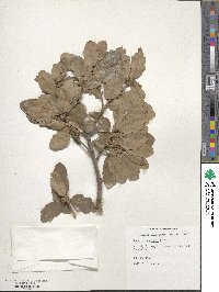 Quercus douglasii image