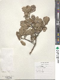 Quercus douglasii image