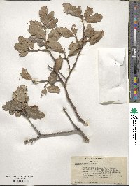 Quercus douglasii image