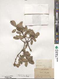 Quercus douglasii image