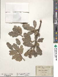 Quercus douglasii image