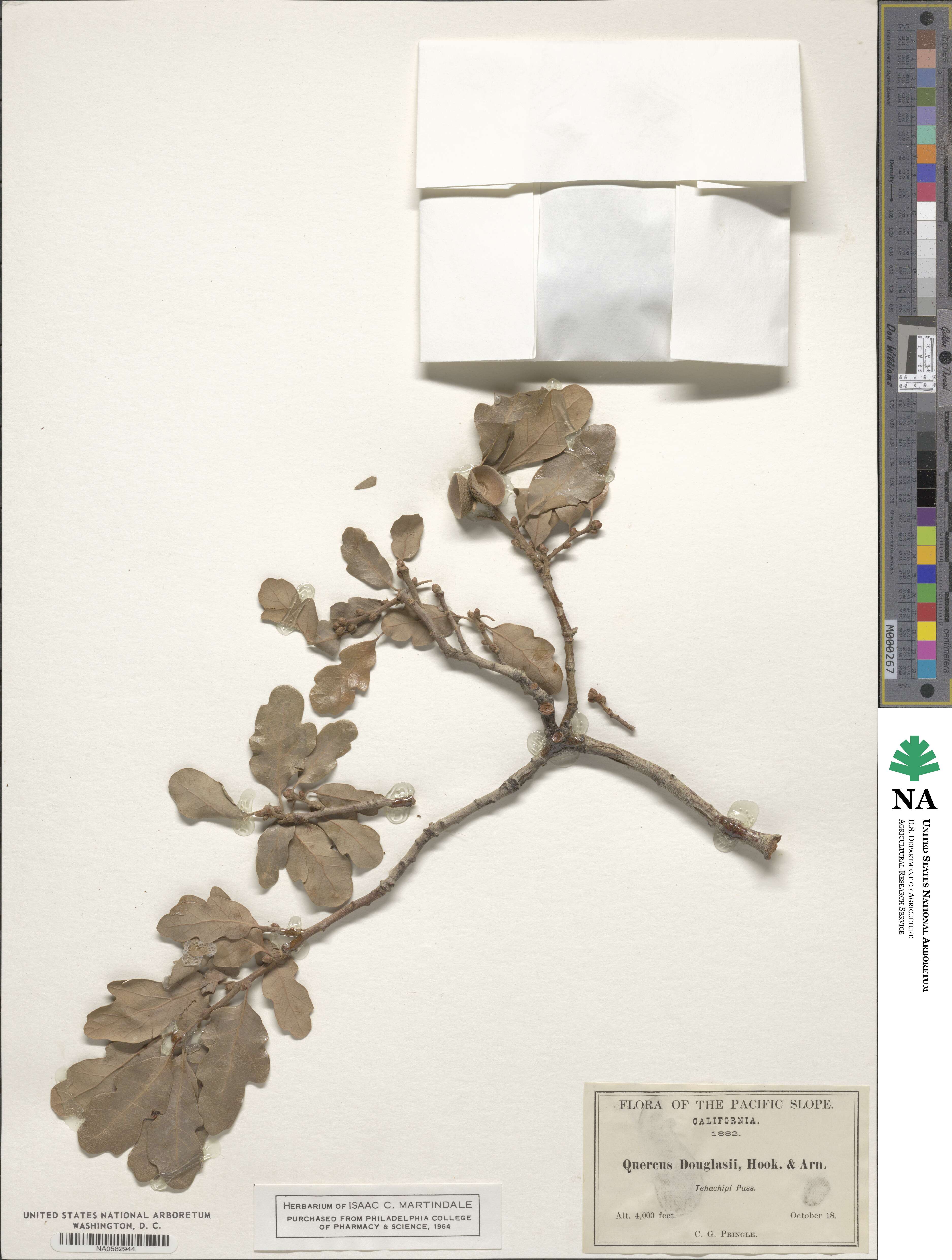 Quercus douglasii image