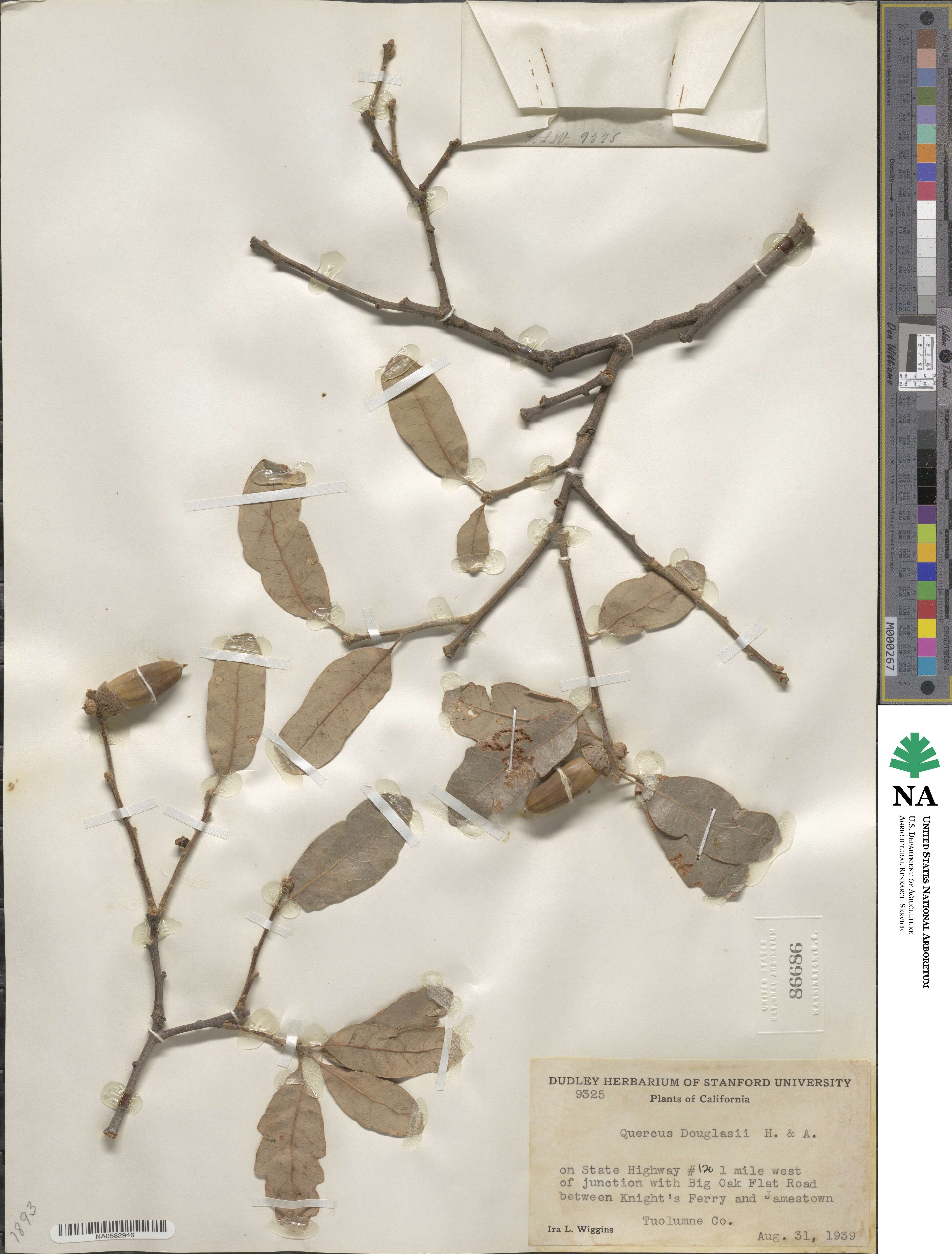Quercus douglasii image