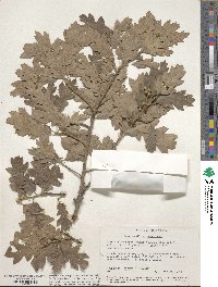 Quercus douglasii image