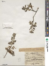 Quercus douglasii image