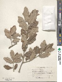 Quercus sinuata var. sinuata image