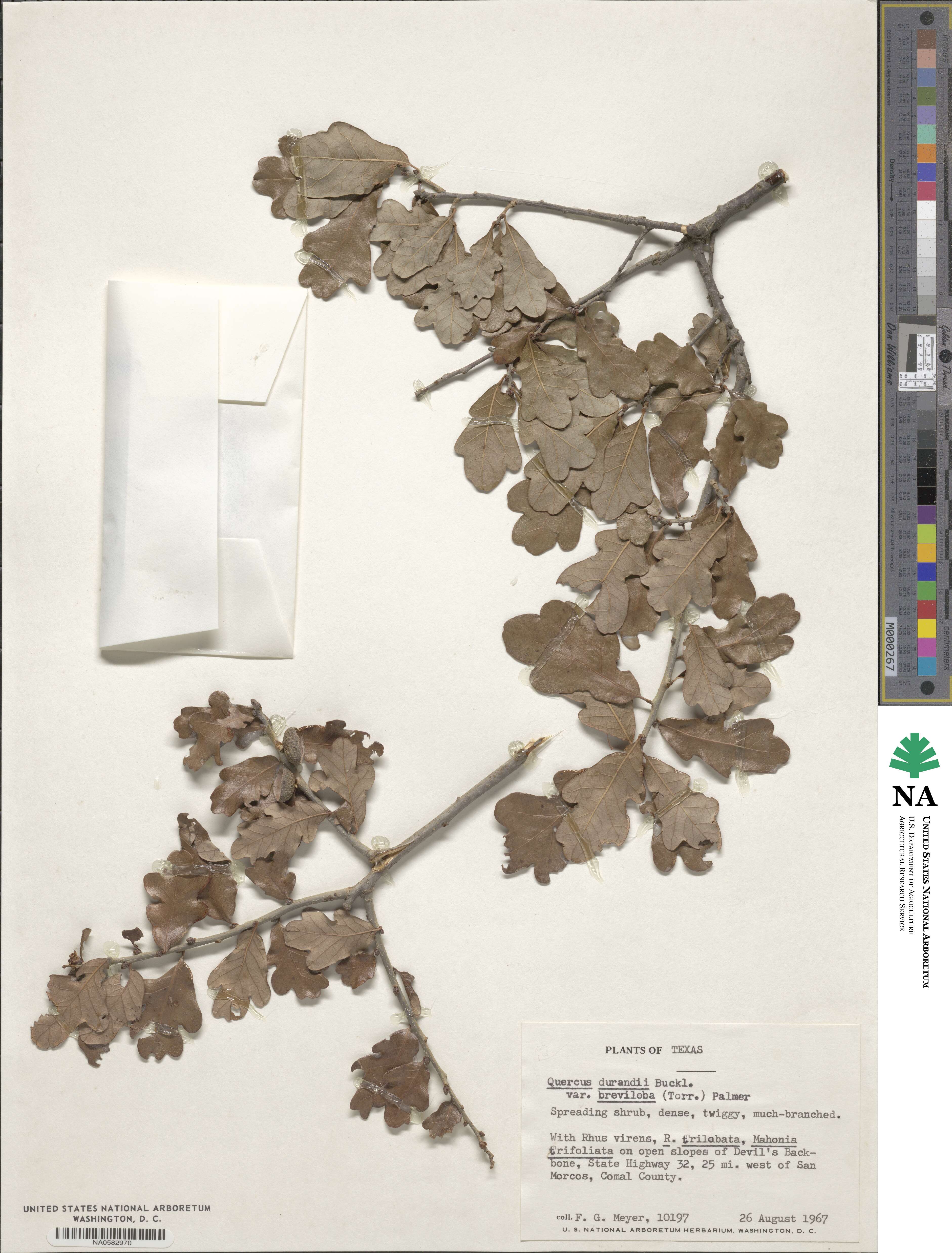 Quercus sinuata var. breviloba image