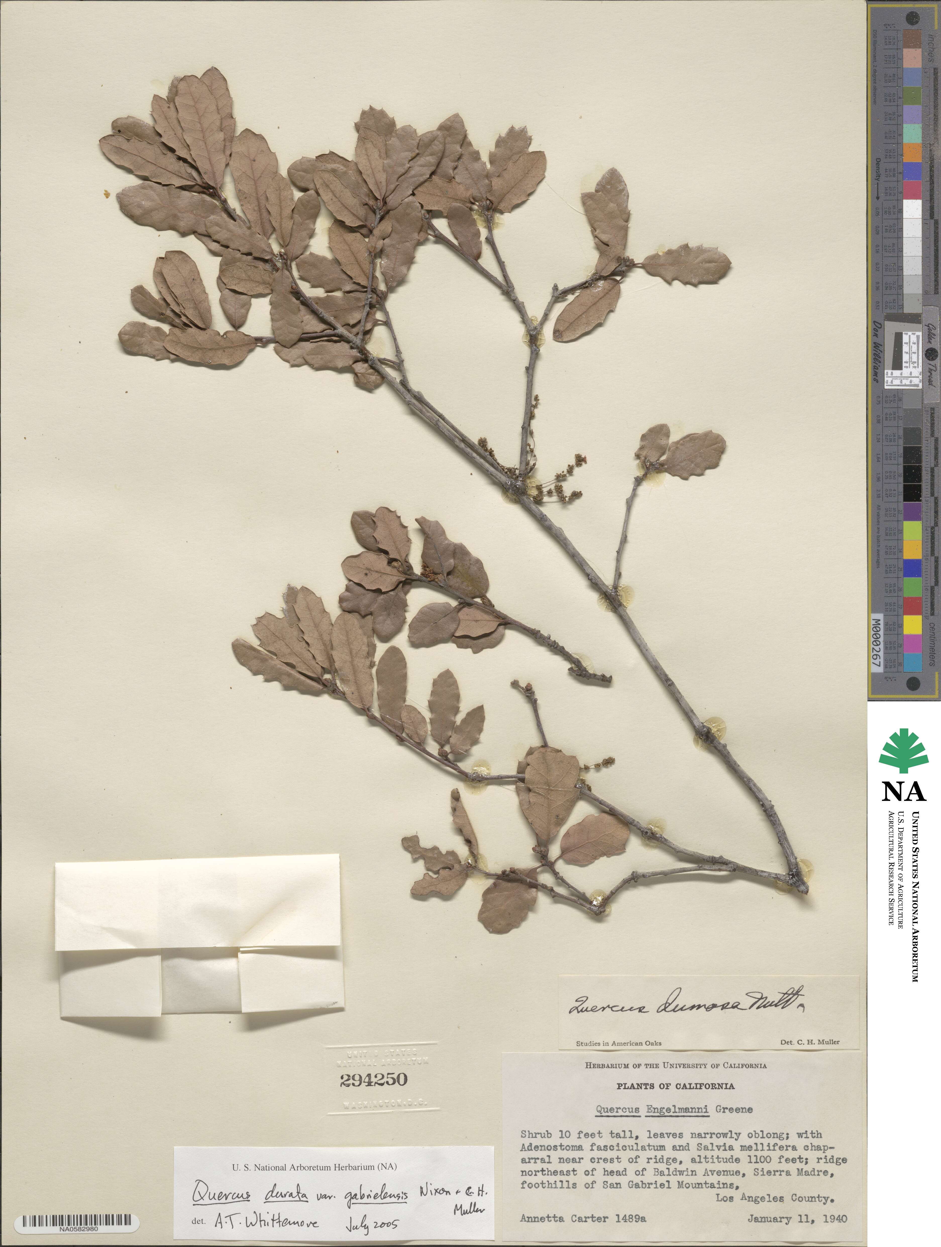 Quercus durata var. gabrielensis image