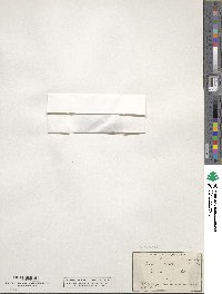 Quercus durata image