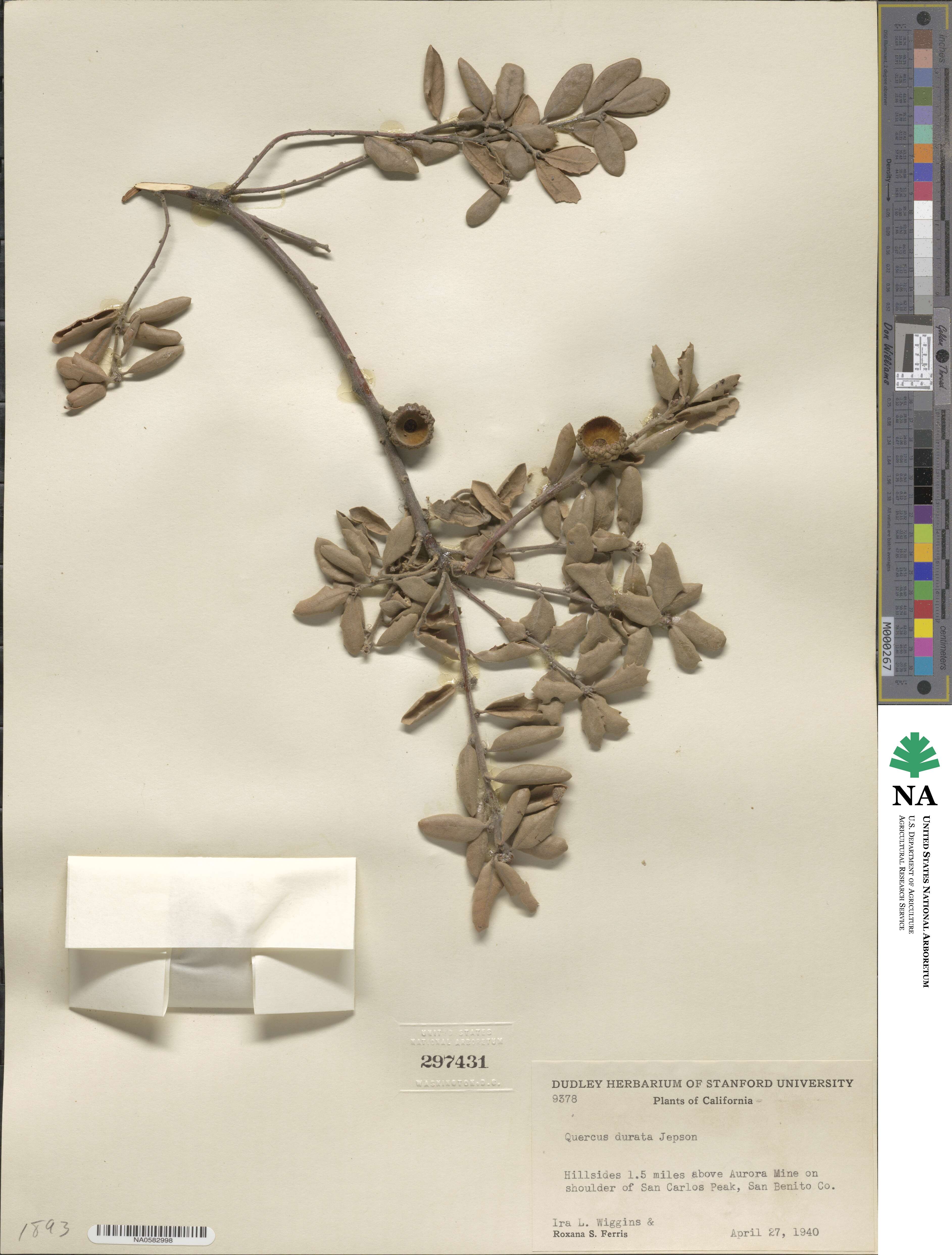 Quercus durata image
