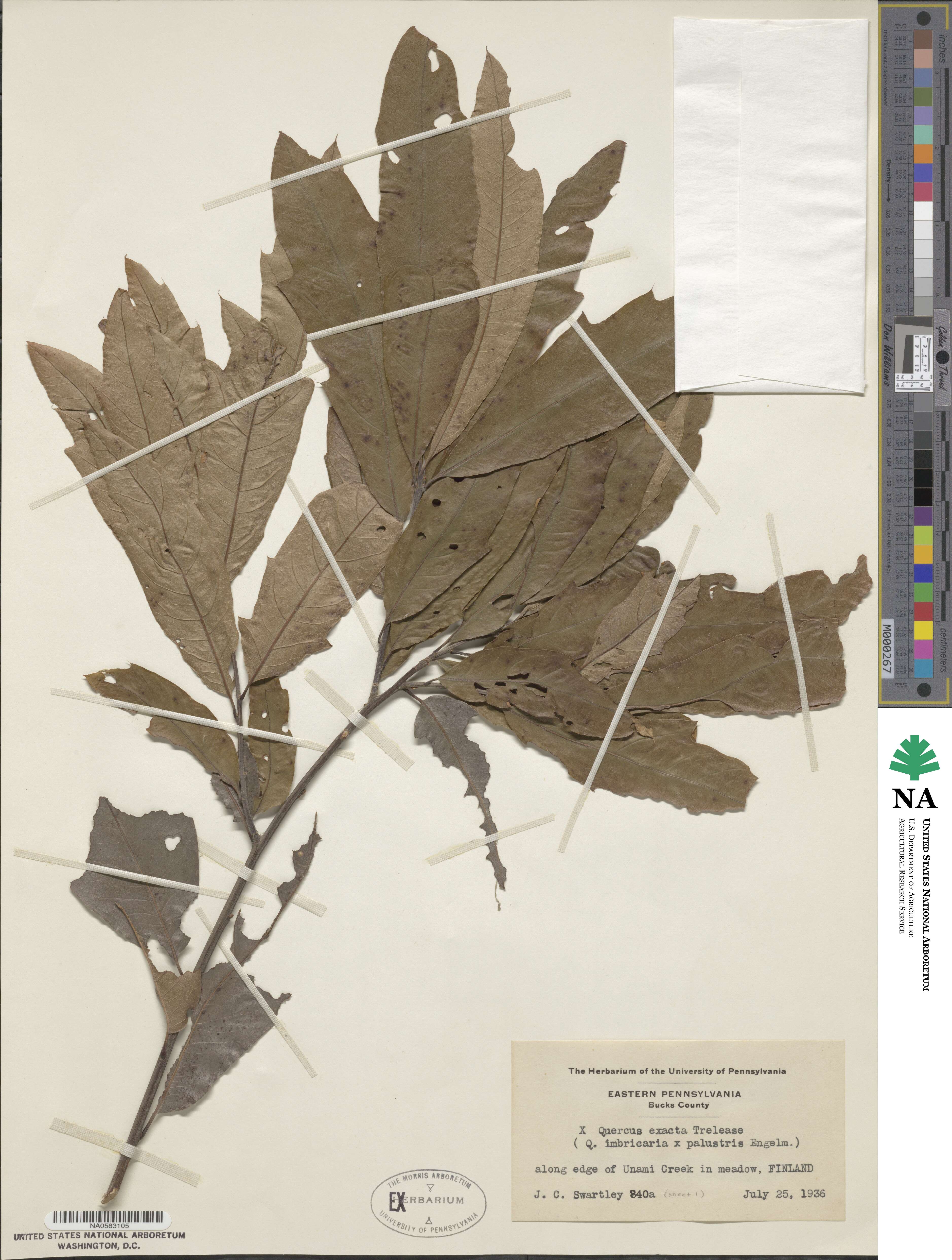 Quercus × exacta image