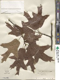 Quercus falcata image