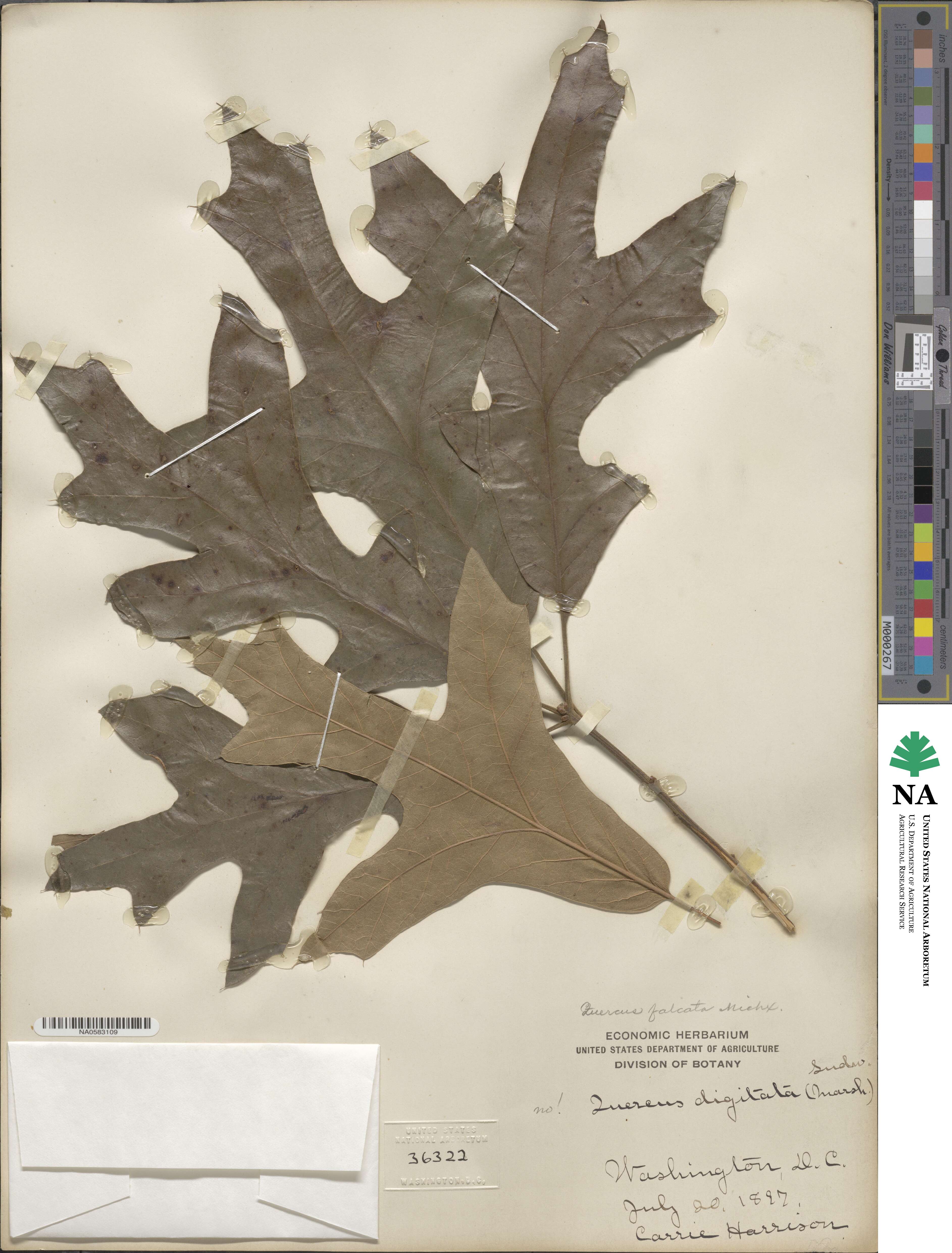Quercus falcata image