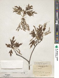 Quercus falcata image