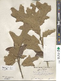 Quercus falcata image