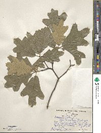 Quercus falcata image