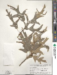 Quercus falcata image